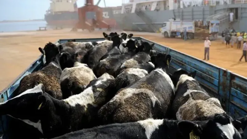 İthal düve krizine çözüm bulundu