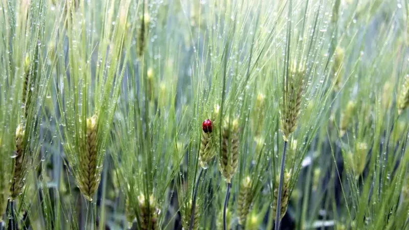 İzmir’de yağmur tarım arazilerine can suyu oldu