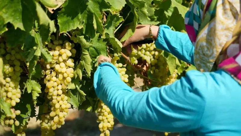 TMO çekirdeksiz kuru üzüm alım fiyatı 120 TL olarak belirlendi