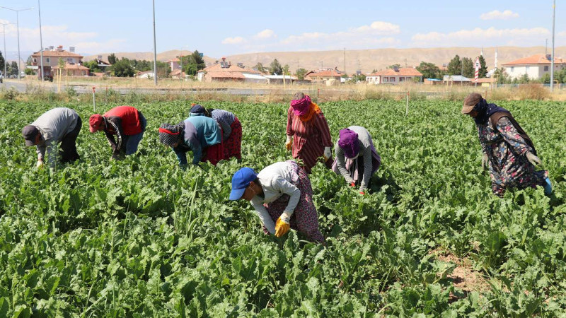 Torbalı’da tarım işçilerinin yevmiye ücretleri netleşti
