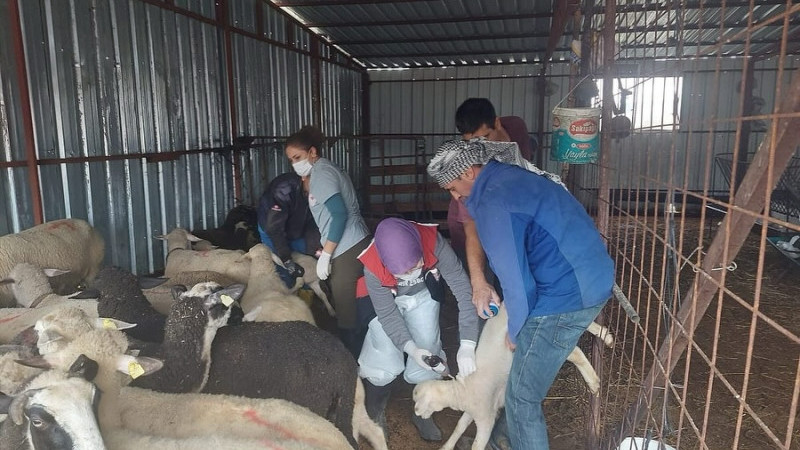 Aliağa’da küçükbaş hayvanlarda kimliklendirme ve aşılama çalışmaları devam ediyor