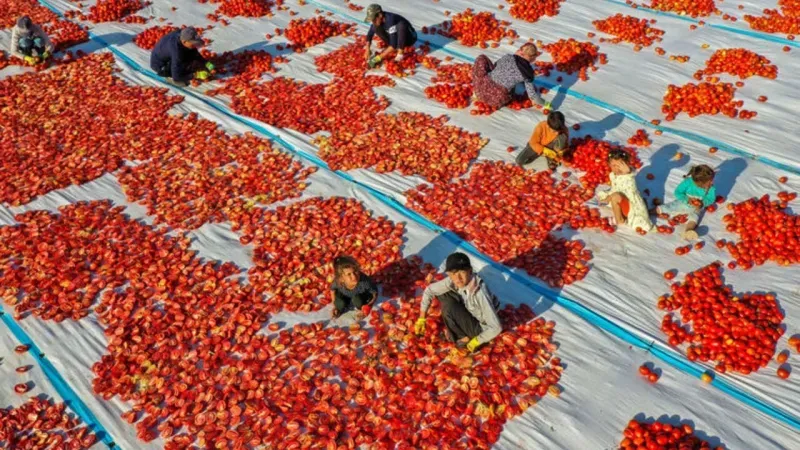 Ege Terra Gıda Tarım şirketi konkordato sürecine girdi