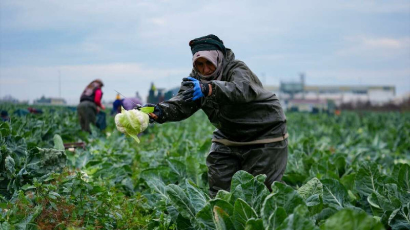 İzmir'de kışlık sebze hasadı yoğun bir şekilde devam ediyor