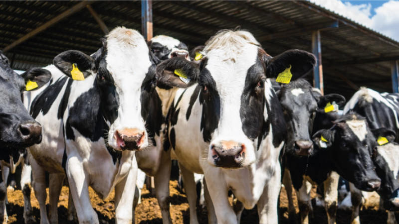 İzmir’de hayvancılıkta yapısal değişim: Süt üretiminde artış, küçükbaş ve kanatlıda düşüş