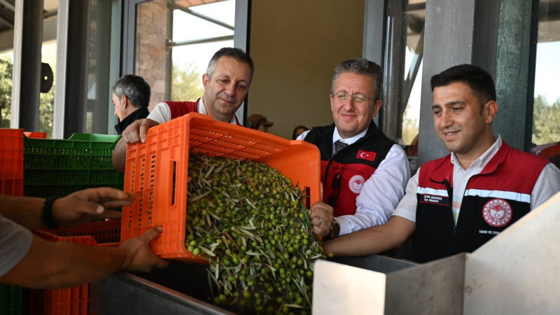 Türkiye’de sezonun ilk zeytin hasadı Dikili Bademli’de başladı
